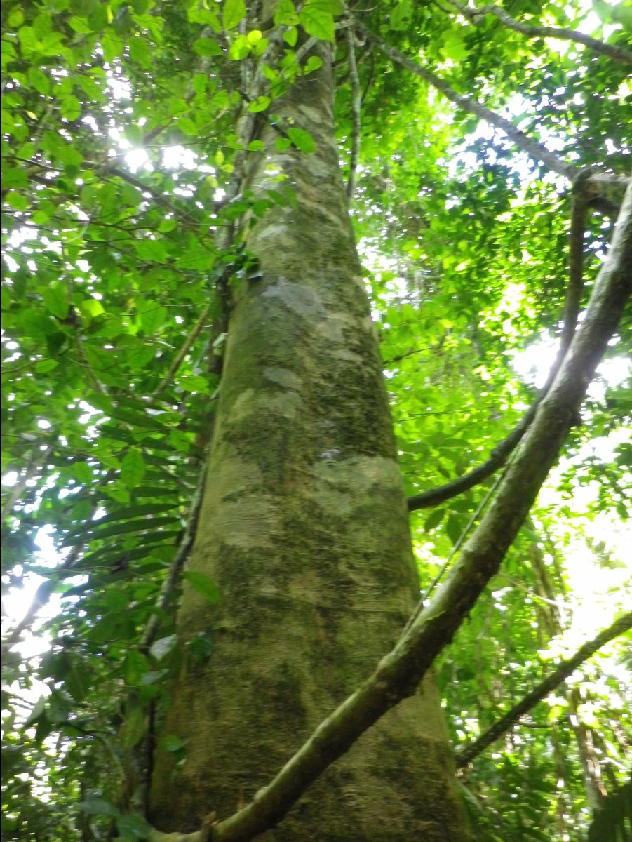 Amazon - Peru12